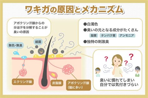 ワキガ 外国人|外国人にワキガが多い理由｜世界の臭い事